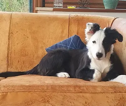 Gwada, le chien de la famille