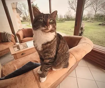 Mango, le chat de la famille